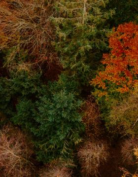 Hindsgavls træer klædt i smukke efterårsfarver